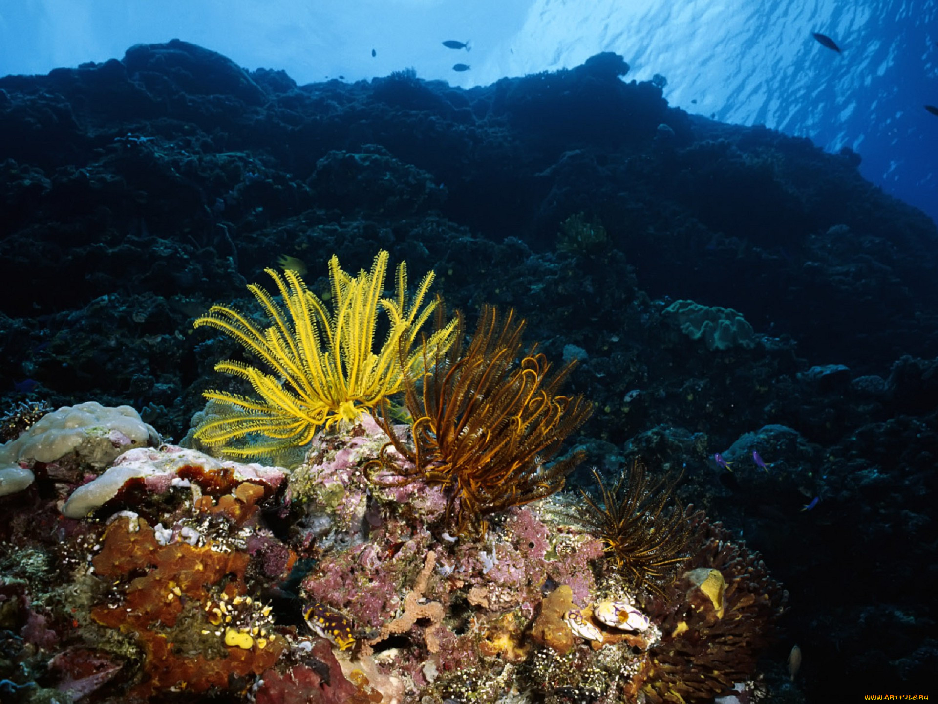 Underwater coral. Большой морской риф Фиджи. Подводный мир. Подводный мир кораллы. Морские глубины.